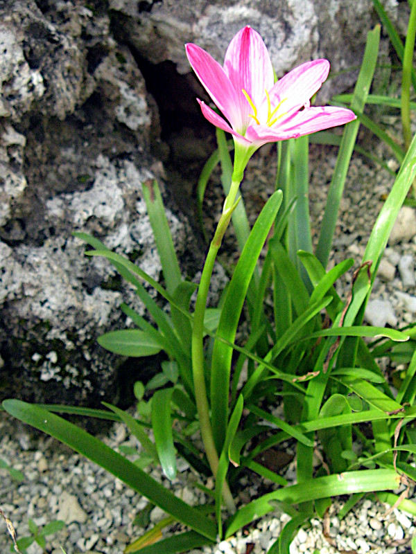 �[�t�B�����T�X�E�O�����f�B�t���[��(Zephyranthus grandiflora)