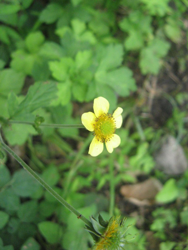 �Q�E��(Geum)