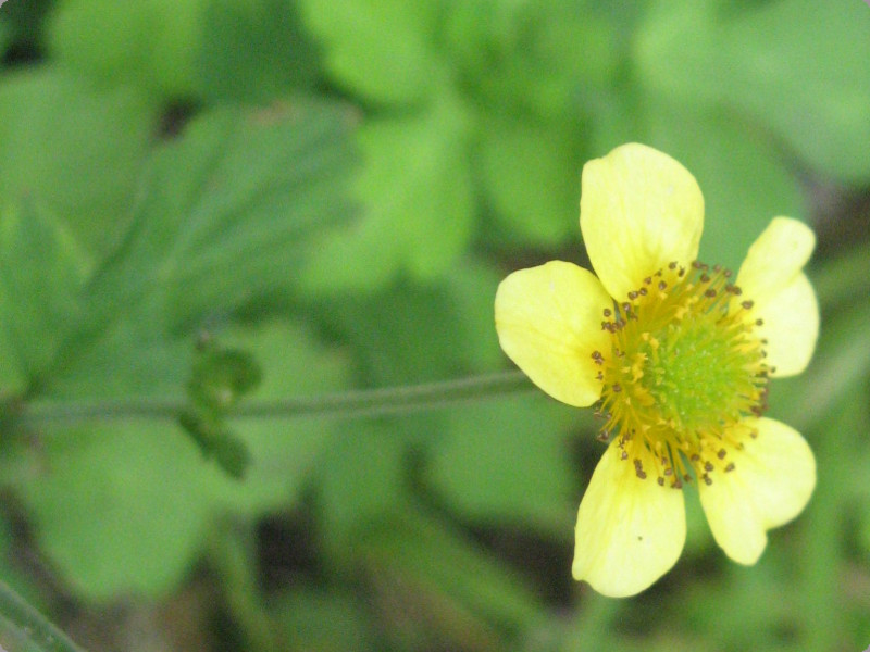 �Q�E��(Geum)