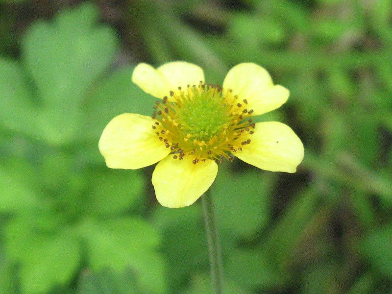 �Q�E��(Geum)