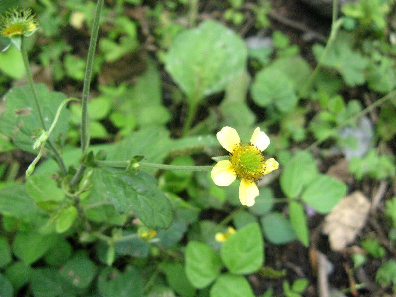 �Q�E��(Geum)