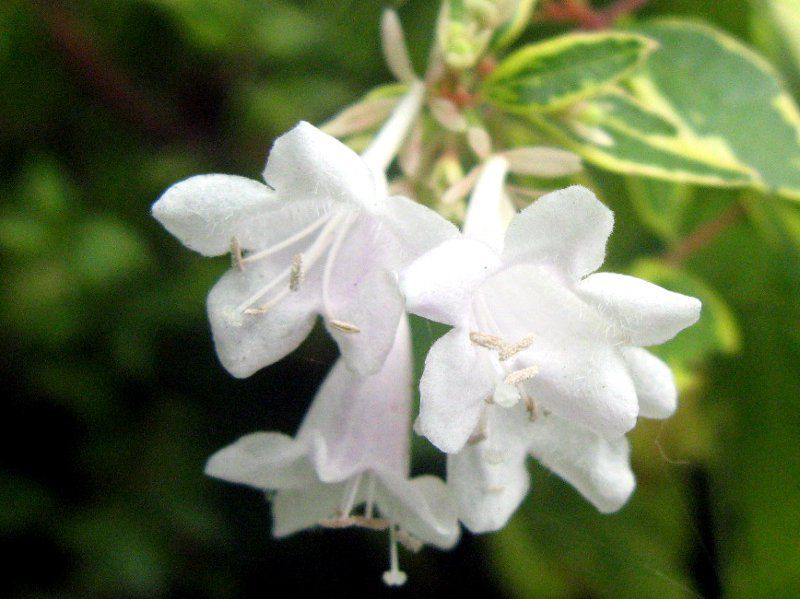 �A�x���A(Abelia)