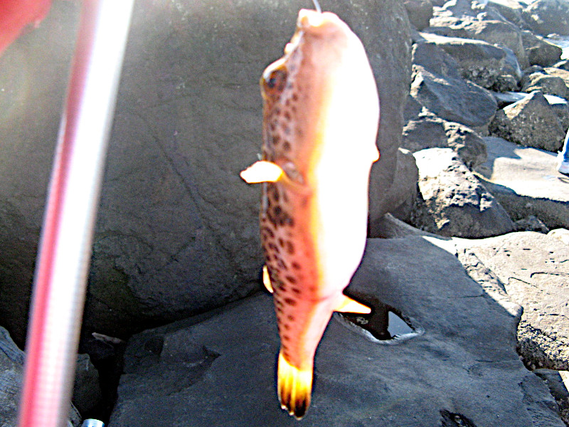 �V���E�T�C�͓�(2007�N10��21��)