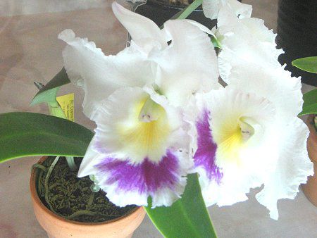 �J�g���A(Cattleya)