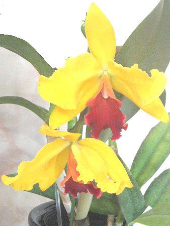 �J�g���A(Cattleya)