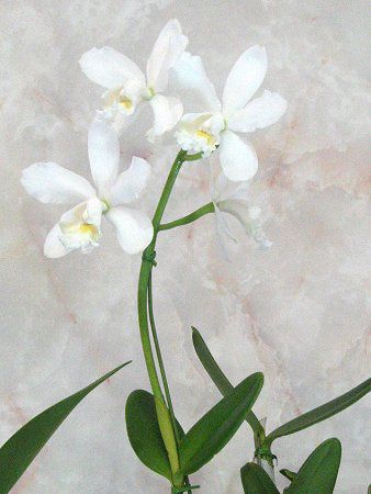 �J�g���A(Cattleya)