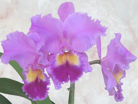 �J�g���A(Cattleya)
