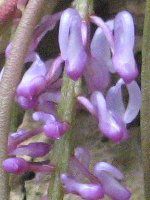 �V���G�m���L�X�E�W�����V�t�H���A(Schoenorchis juncifolia)