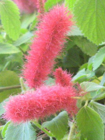 �A�J���t�@�E�L���b�g�E�e�[��(Acalypha cat tail