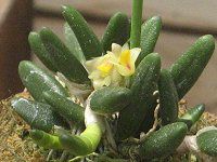 �f���h���r���[��-spring-yellow