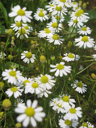 �J���~�[��(Chamomile)