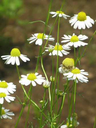 �J���~�[��(Chamomile)