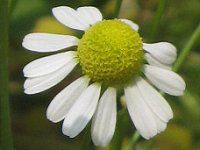 �J���~�[��(Chamomile)