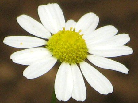 �J���~�[��(Chamomile)