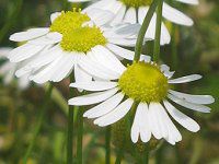 �J���~�[��(Chamomile)