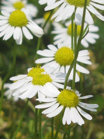 �J���~�[��(Chamomile)