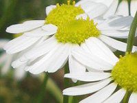 �J���~�[��(Chamomile)