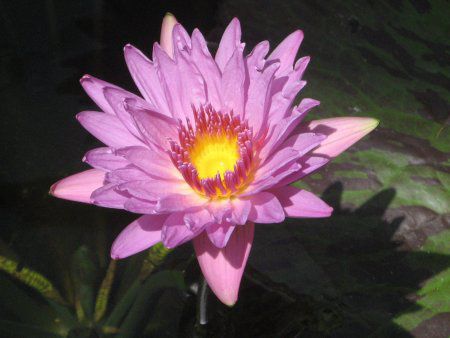 �X�C�����i���@�j
