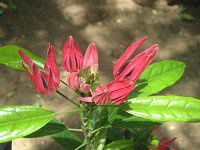�p�{�j�A(Pavonia)-�[��A����