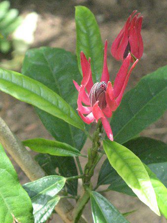�p�{�j�A(Pavonia)