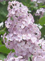 ���C���b�N(Lilac) 