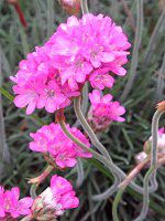 �A�������A(Armeria)