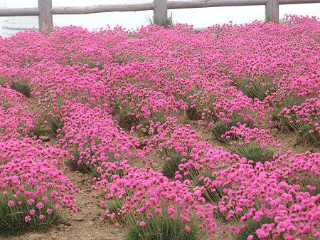 �A�������A(Armeria)