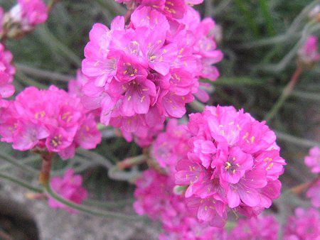�A�������A(Armeria)