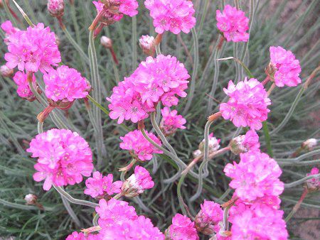 �A�������A(Armeria)
