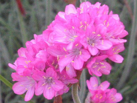 �A�������A(Armeria)