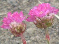�A�������A(Armeria)