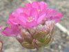 �A�������A(Armeria)