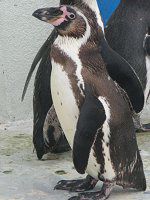 �t���{���g�y���M��(Humboldt Penguin)