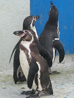 �t���{���g�y���M��(Humboldt Penguin)