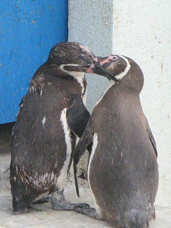 �t���{���g�y���M��(Humboldt Penguin)