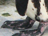 �t���{���g�y���M��(Humboldt Penguin)