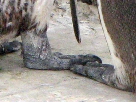 �t���{���g�y���M��(Humboldt Penguin)