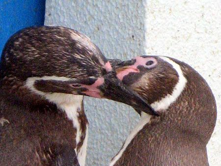�t���{���g�y���M��(Humboldt Penguin)