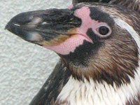 �t���{���g�y���M��(Humboldt Penguin)