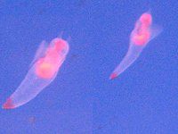 �N���I�l(Clione)