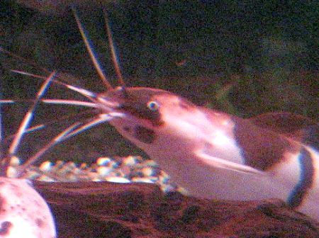 �A���r�m�N����(Albino�N����)