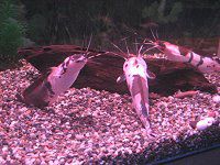 �A���r�m�N����(Albino�N����)