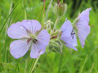 �`�V�}�t�E���i�瓇���I�j