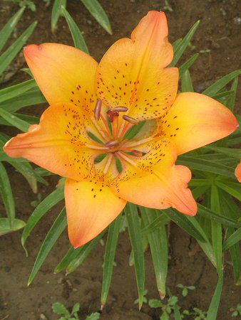 �G�]�X�J�V�����i�ڈΓ��S���j