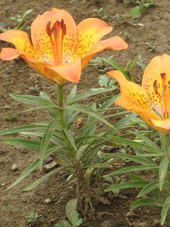 �G�]�X�J�V�����i�ڈΓ��S���j