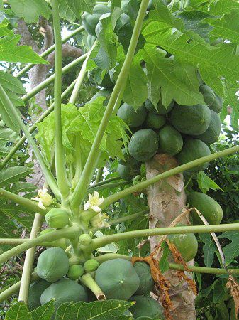 �p�p�C�A(Papaya)