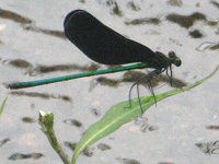 �n�O���g���{���i�H����x�j