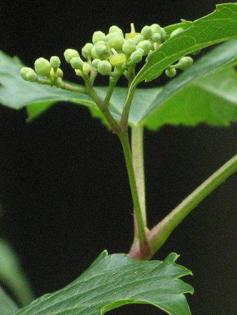 �m�u�h�E(�앒��)35
