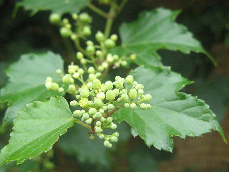 �m�u�h�E(�앒��)37