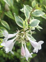 �A�x���A(Abelia)35